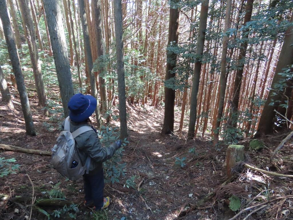 林の中の下り道を見下ろす娘