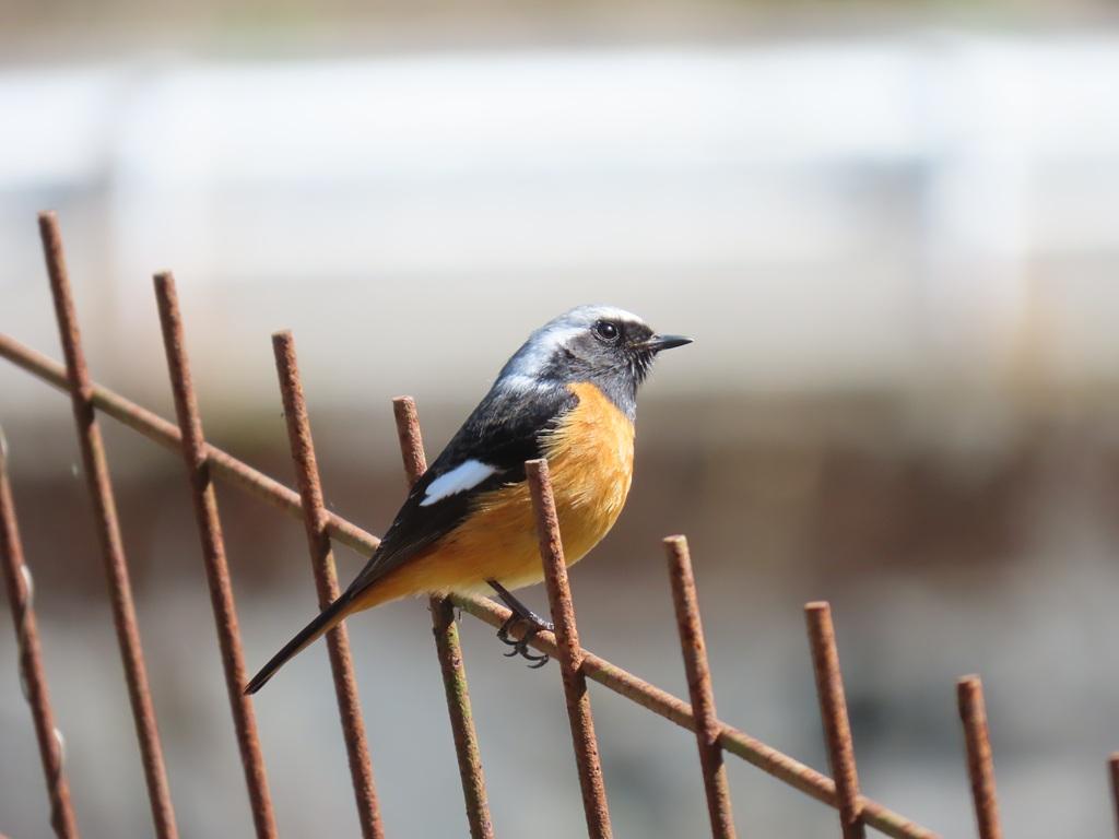 鉄柵の上に止まっているジョウビタキ
